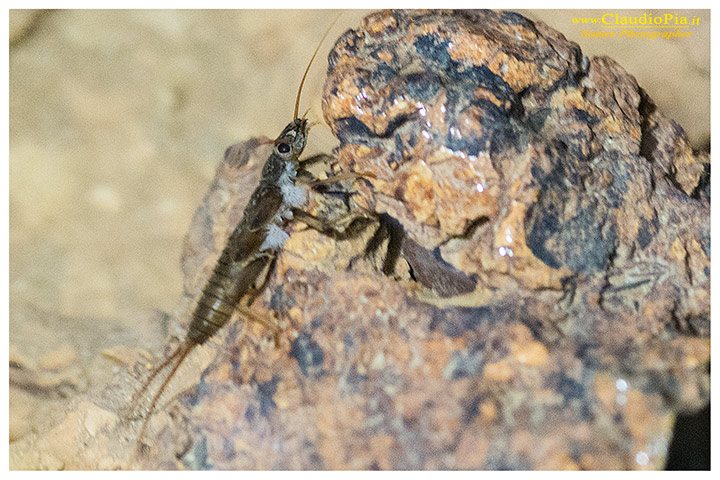 Larva di Plecottero Dinocras in grotta