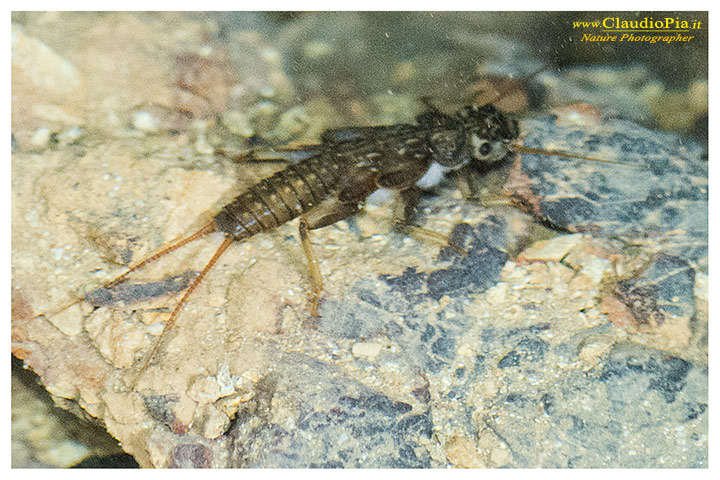Larva di Plecottero Dinocras in grotta