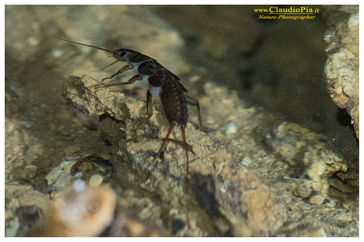 Larva di Plecottero Dinocras in grotta