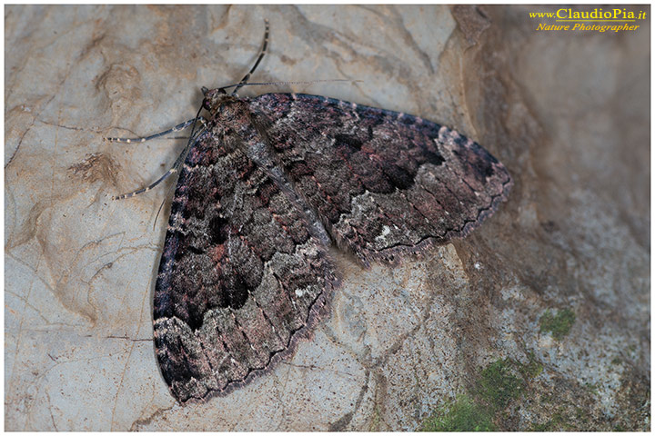 Scoliopteryx libratix e Triphosa dubitata