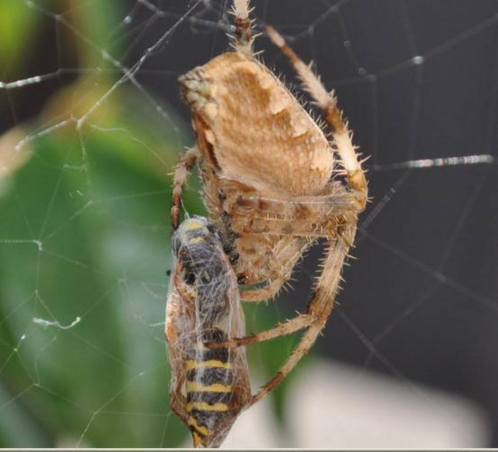 Araneus diadematus -