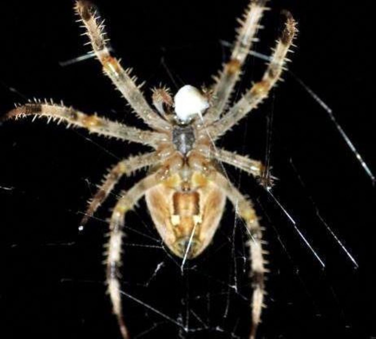 Araneus diadematus -