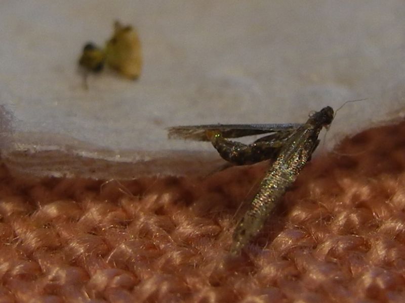 ID: Microlepidoptera