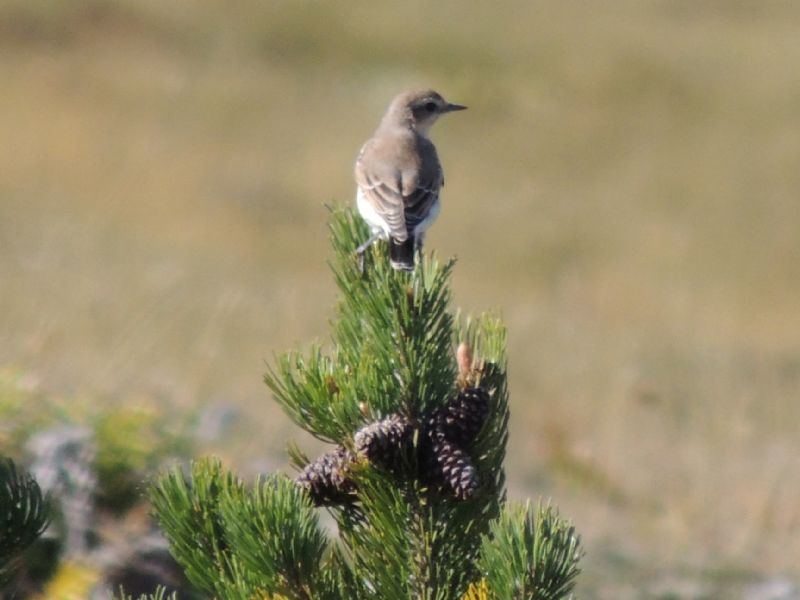 ID: Oenanthe oenanthe Linnaeus 1758 della Maiella
