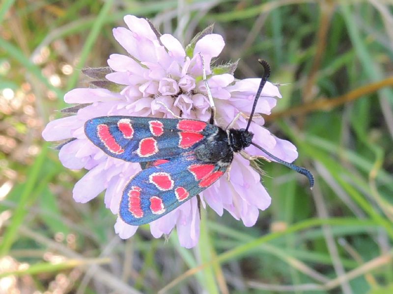 Zygaena carniolica con cingolo rosso