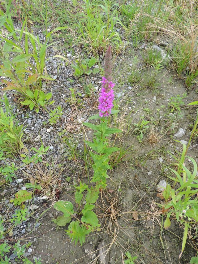 Lythrum salicaria L., da Austria occ.