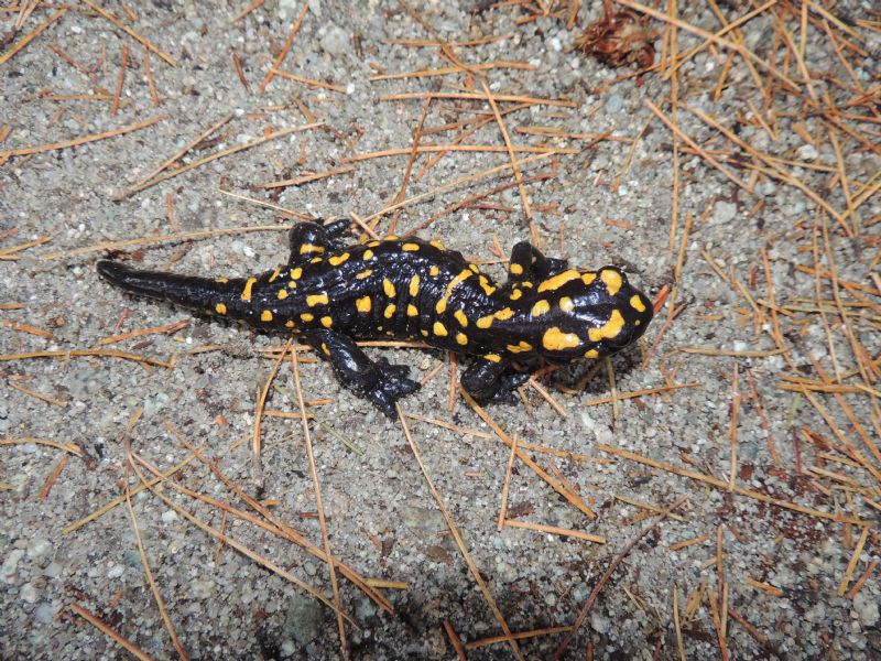 Salamandra corsica Savi 1838