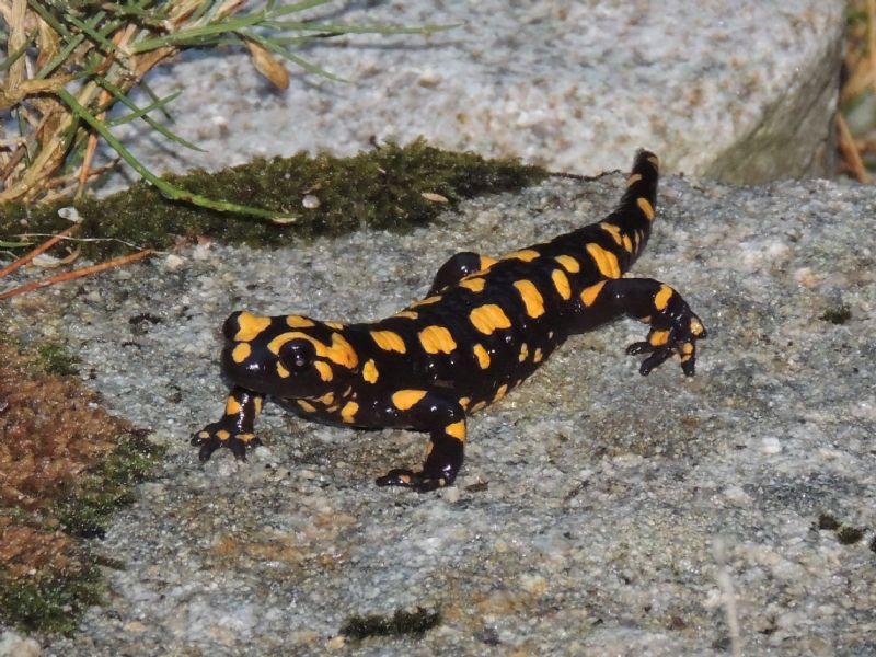 Salamandra corsica Savi 1838
