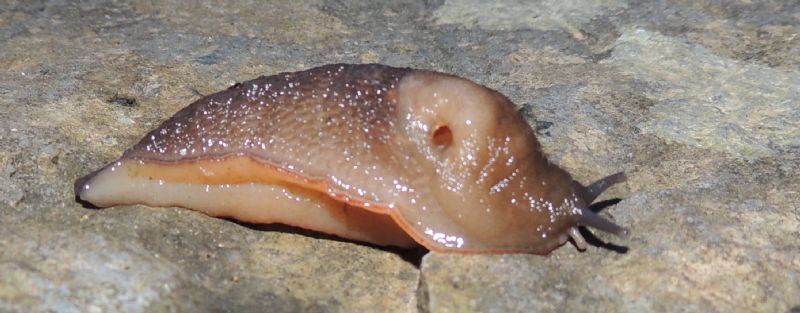 Un giro per cercare Limax (2007-2015)