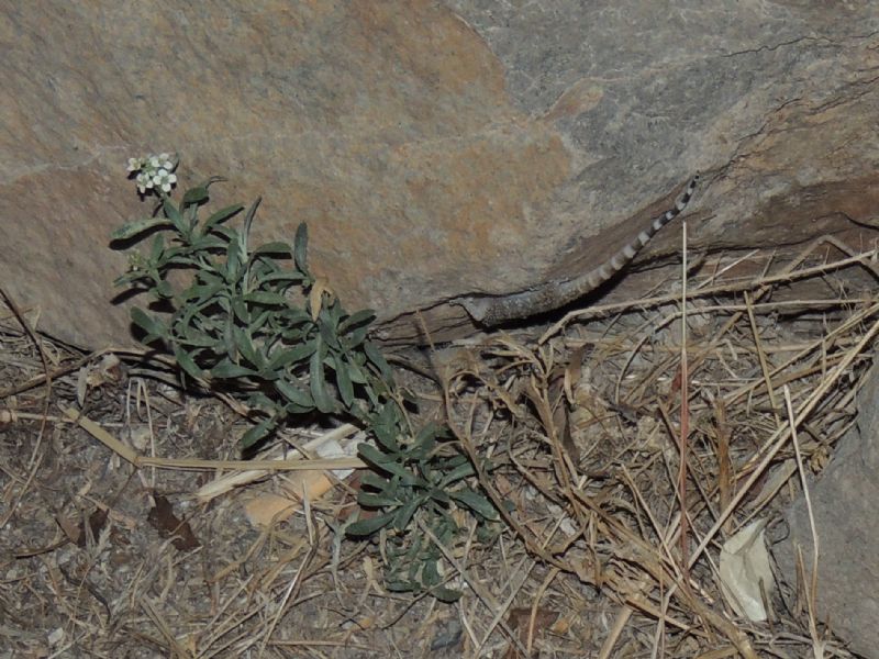 ID: Dorgali/Sardegna