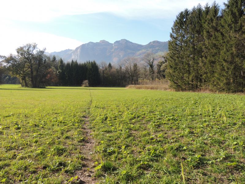 ID: Aeshna cyanea da Feldkirch Bangs