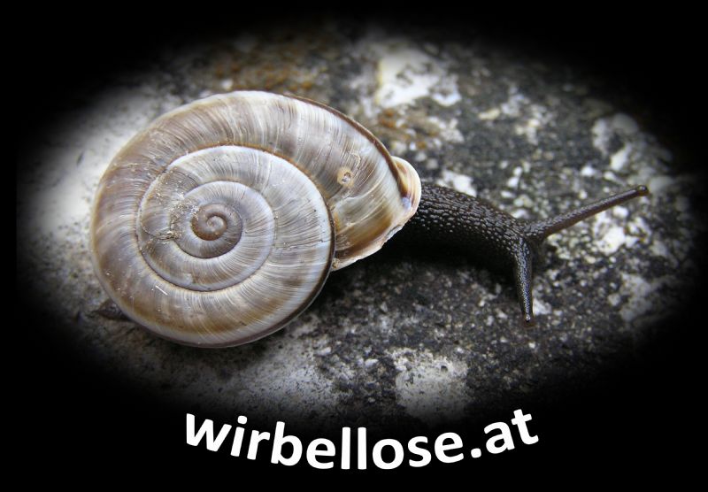 La nostra pubblicit�