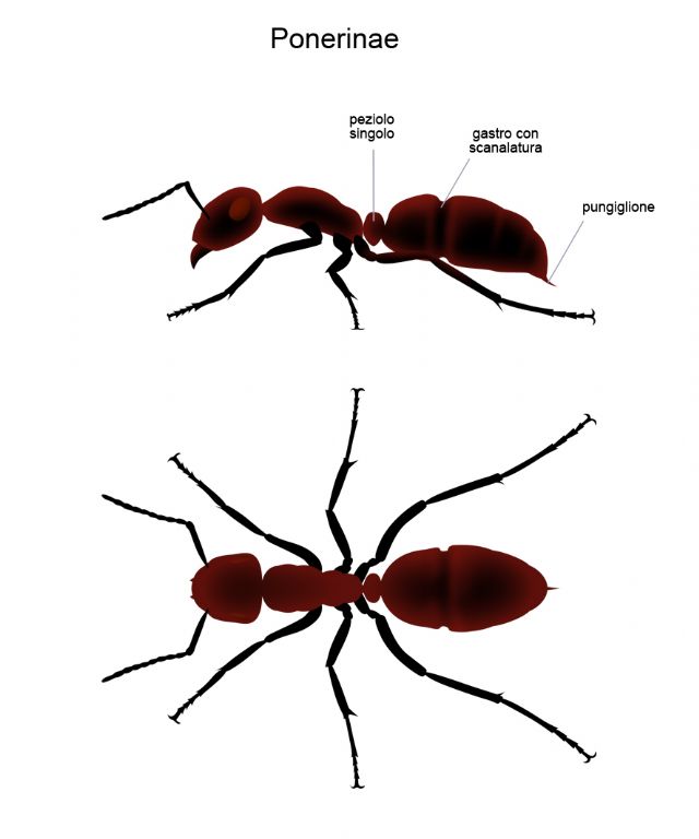 Formicidae d'' Italia (una prova)