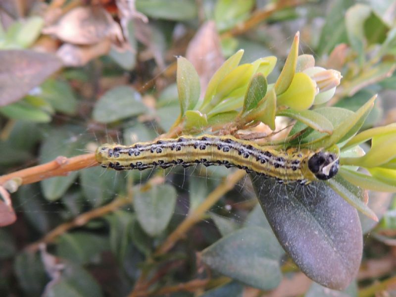 Cydalima perspectalis (WALKER 1859)