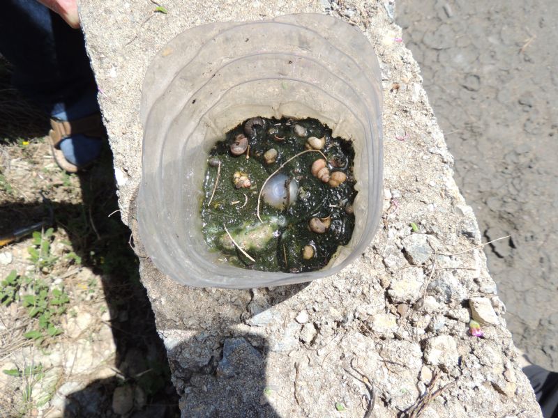 Bottled beetles