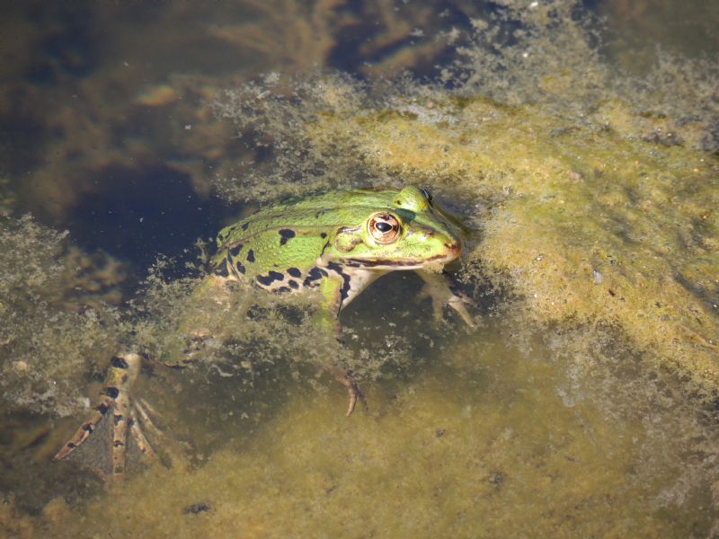 ID: Pelophylax sp. (Stiria-Steiermark)