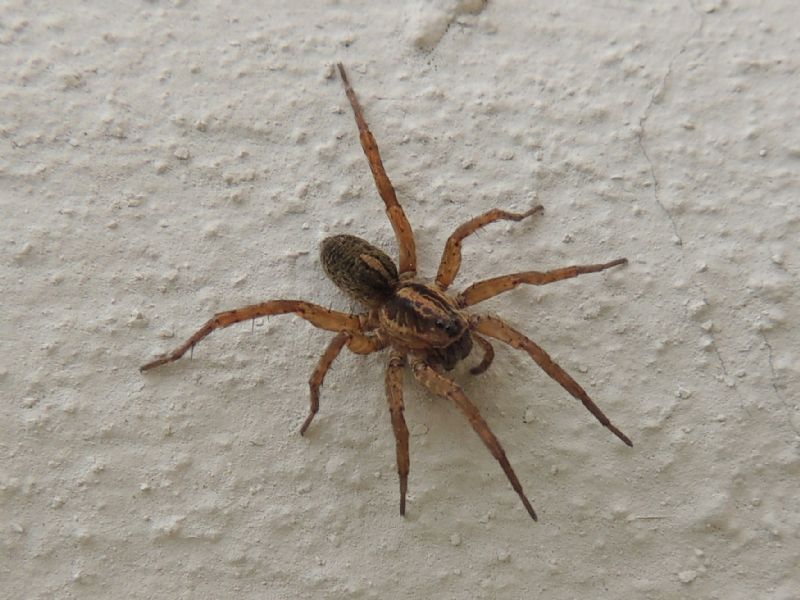 Trochosa sp. - Mariabrndl (Stiria)