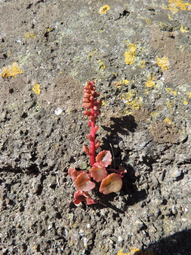 ID: Umbilicus (Crassulaceae) cfr rupestre