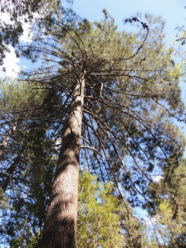 Pinus da Corsica: Pinus nigra ssp. laricio Poir.