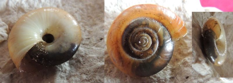 Oxychilus tropidophorus (Mabille 1869) - topotipo