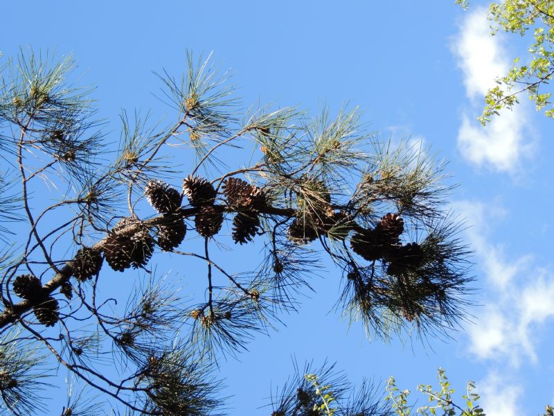 Pinus da Corsica: Pinus nigra ssp. laricio Poir.