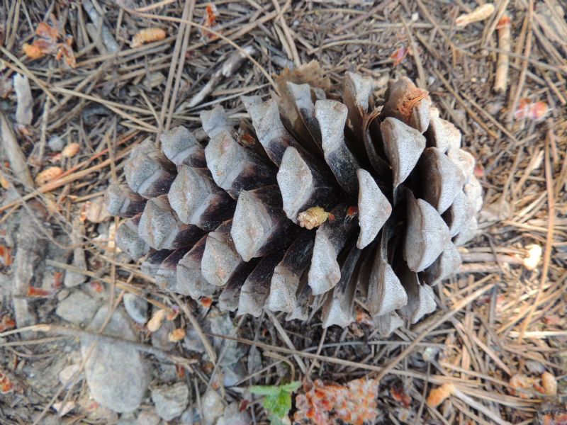 Pinus da Corsica: Pinus nigra ssp. laricio Poir.