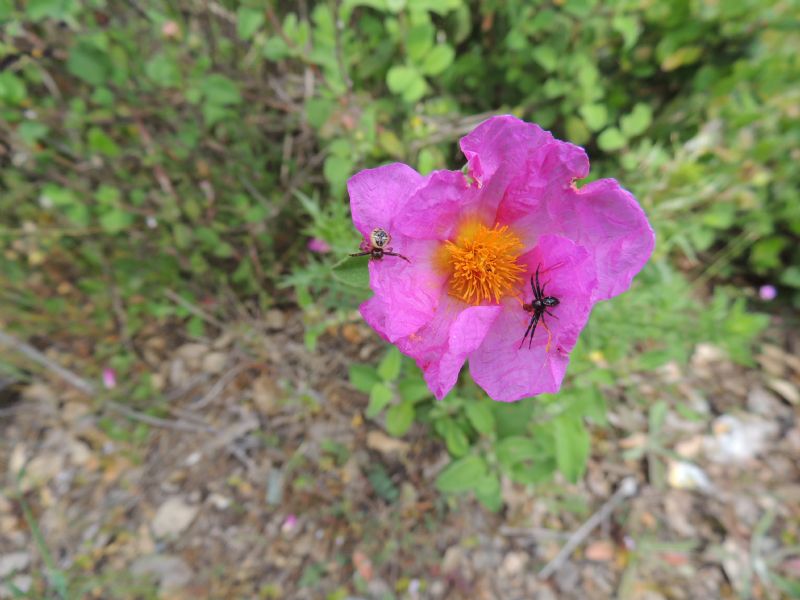 ID: Corsica: Synema globosum (Fabricius 1775)
