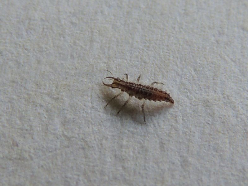 ID: Larva di Chrysoperla (?)