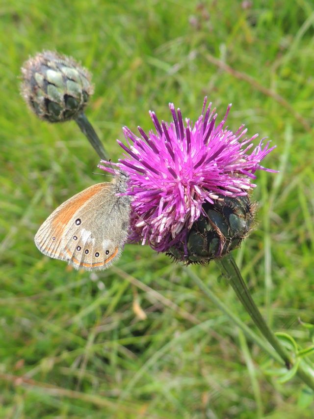 Coenonympha glycerion (Borkhausen 1788)