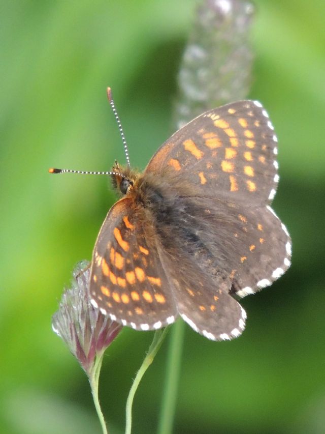 Melitaea diamina - Austria Brand Sonnenlagant