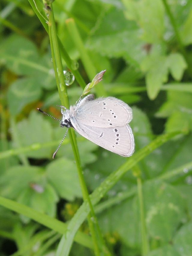 Cupido minimus