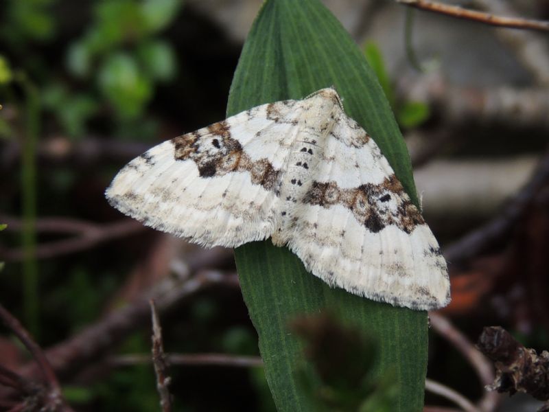 ID: Xanthorhoe montanata ([DENIS & SCHIFFERMLLER] 1775)