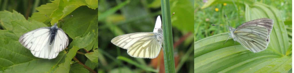 Pieris bryoniae