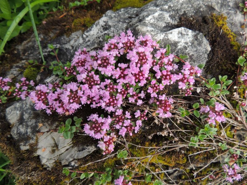 ID: Thymus sp.