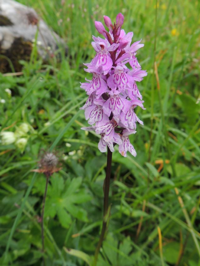 ID: Dactylorhiza maculata subsp. fuchsii