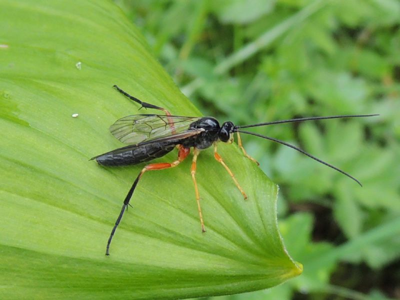 Ichneumonidae Ctenopelmatinae