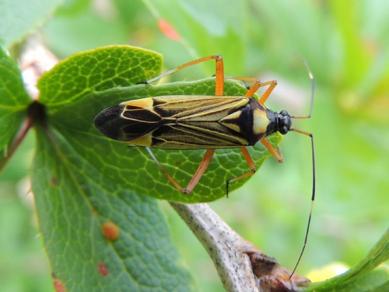 ID: Miris striatus (L.1758)