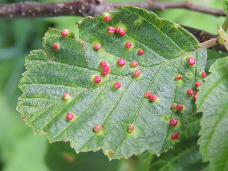 Galle su Alnus viridis