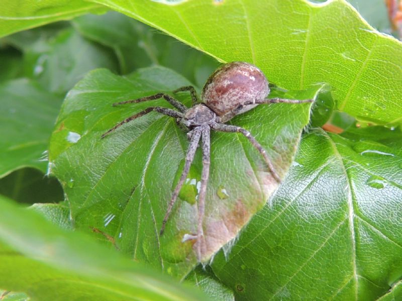 Philodromus sp. - Vorarlberg (Austria)