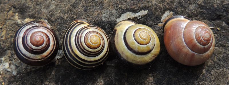 Cepaea di bosco e foresta?