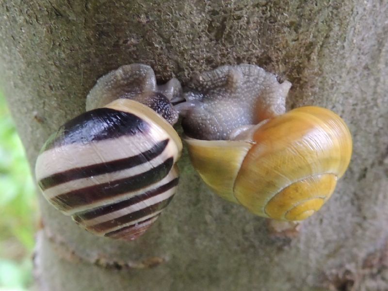 Cepaea di bosco e foresta?