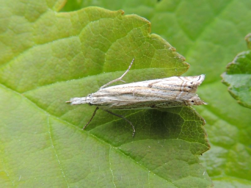 ID: Crambidae