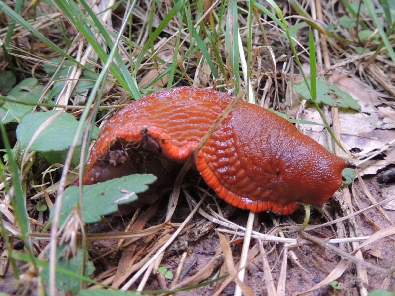 Arion cf rufus