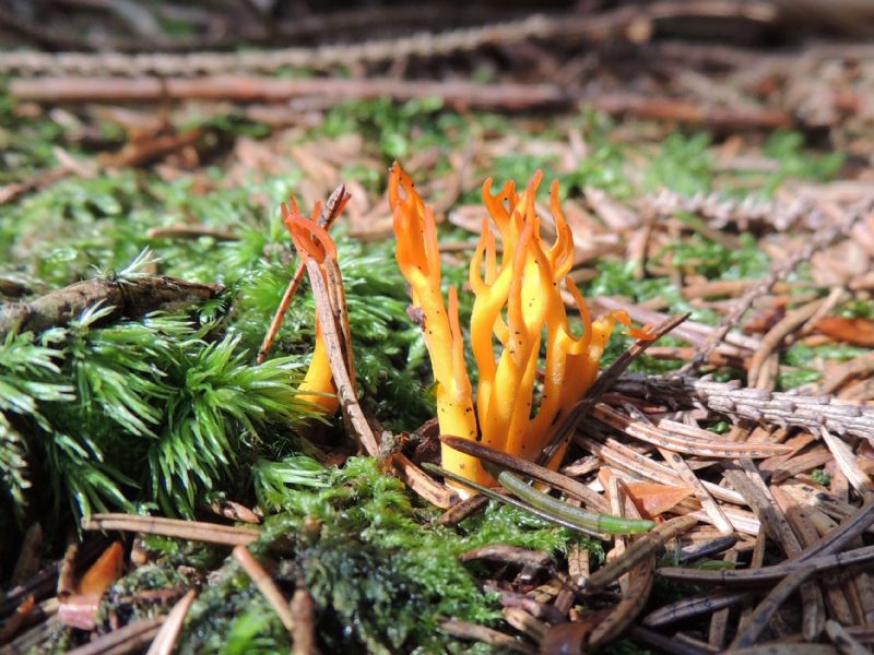 ID: Calocera viscosa (Pers.: Fr.) Fr.