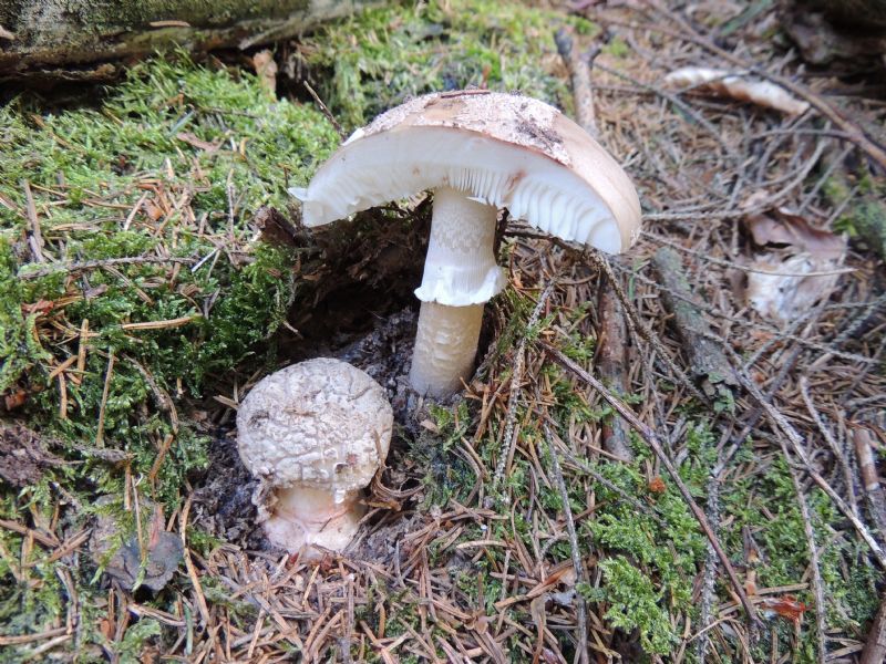 ID - Amanita rubescens Persoon