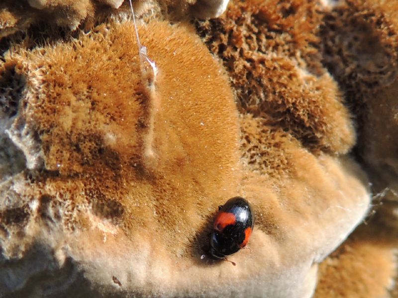 Coleottero fungifilo: Tritoma bipustulata, Erotylidae