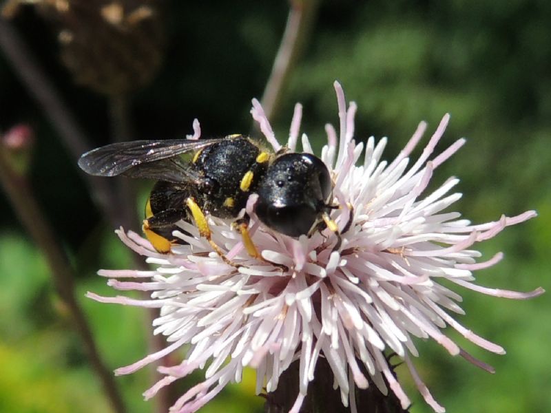 Ectemnius sp., Crabronidae