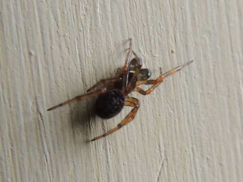 Steatoda bipunctata - Château de Carrouges (Basse Normandie)
