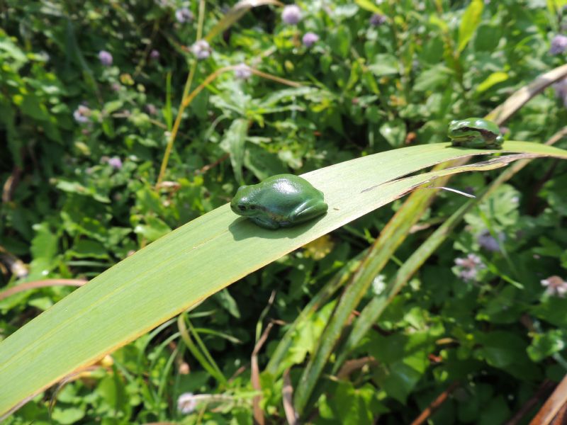 Fauna atlantica: Hyla arborea