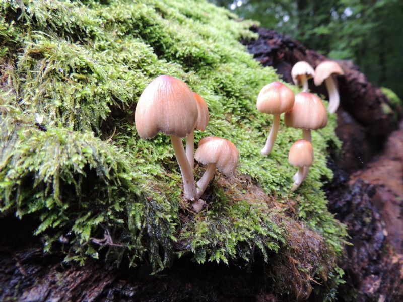 Flora atlantica: Coprinus ?